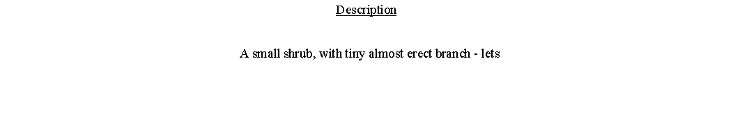 Text Box: Description  A small shrub, with tiny almost erect branch - lets 