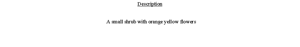 Text Box: Description  A small shrub with orange yellow flowers 
