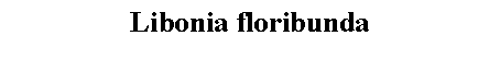 Text Box: Libonia floribunda 