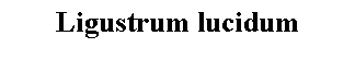 Text Box: Ligustrum lucidum 