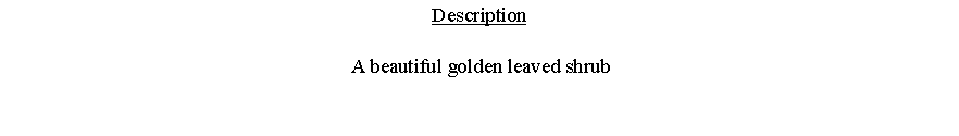Text Box: Description A beautiful golden leaved shrub 