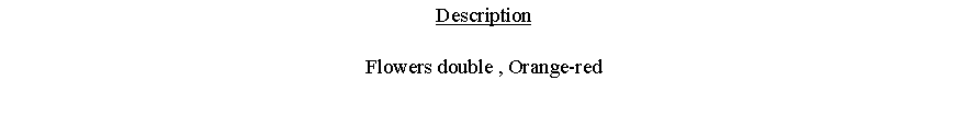 Text Box: DescriptionFlowers double , Orange-red 