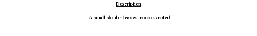 Text Box: Description A small shrub - leaves lemon scented 