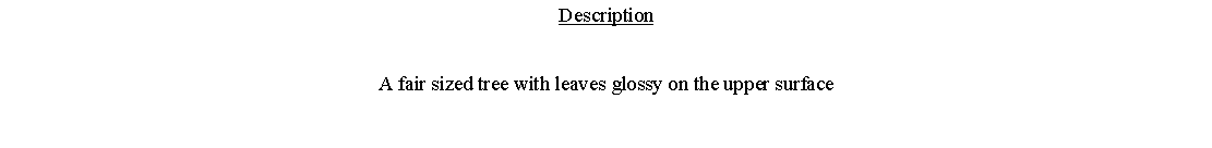Text Box: DescriptionA fair sized tree with leaves glossy on the upper surface 