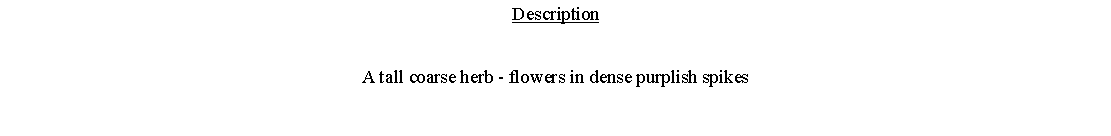 Text Box: DescriptionA tall coarse herb - flowers in dense purplish spikes 