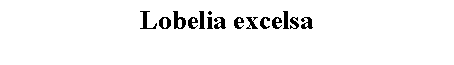Text Box: Lobelia excelsa 