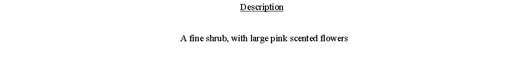 Text Box: Description  A fine shrub, with large pink scented flowers 