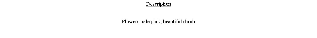 Text Box: DescriptionFlowers pale pink; beautiful shrub 