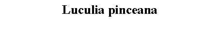 Text Box: Luculia pinceana 