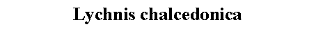 Text Box: Lychnis chalcedonica 