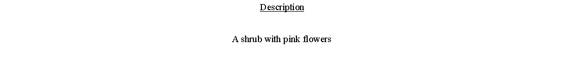 Text Box: DescriptionA shrub with pink flowers 