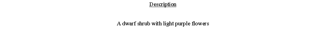 Text Box: DescriptionA dwarf shrub with light purple flowers