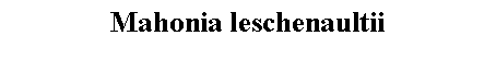 Text Box: Mahonia leschenaultii 