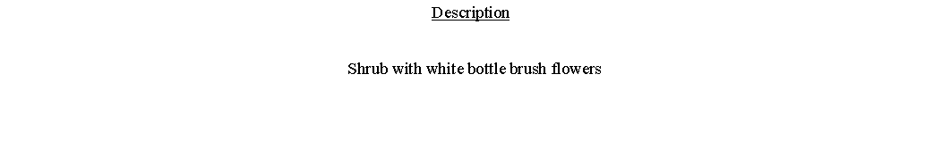 Text Box: Description  Shrub with white bottle brush flowers 