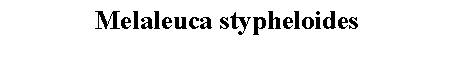 Text Box: Melaleuca stypheloides 
