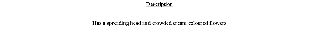 Text Box: DescriptionHas a spreading head and crowded cream coloured flowers