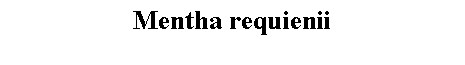 Text Box: Mentha requienii 