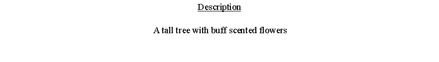 Text Box: Description A tall tree with buff scented flowers 