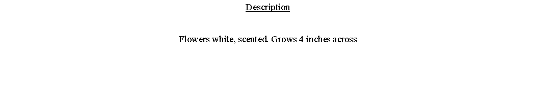 Text Box: DescriptionFlowers white, scented. Grows 4 inches across