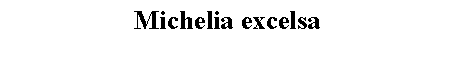 Text Box: Michelia excelsa