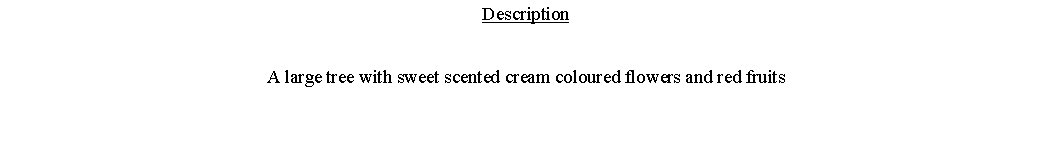 Text Box: DescriptionA large tree with sweet scented cream coloured flowers and red fruits