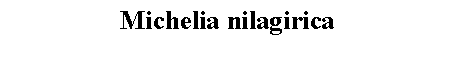 Text Box: Michelia nilagirica
