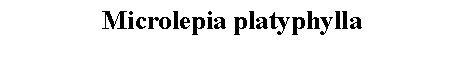 Text Box: Microlepia platyphylla 