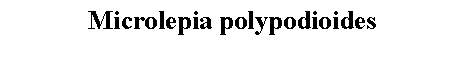 Text Box: Microlepia polypodioides 