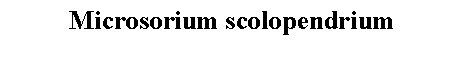 Text Box: Microsorium scolopendrium 