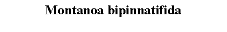 Text Box: Montanoa bipinnatifida 