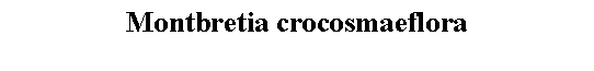 Text Box: Montbretia crocosmaeflora 