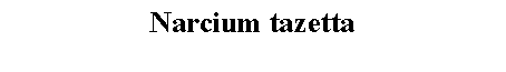 Text Box: Narcium tazetta 