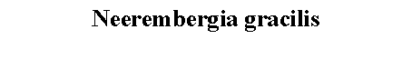 Text Box: Neerembergia gracilis 