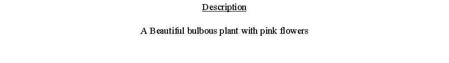 Text Box: DescriptionA Beautiful bulbous plant with pink flowers 