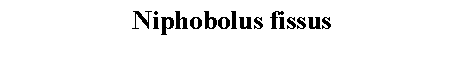 Text Box: Niphobolus fissus 