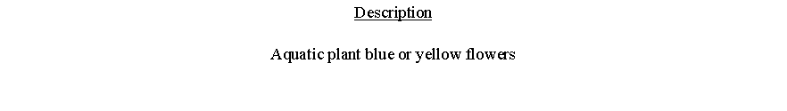 Text Box: DescriptionAquatic plant blue or yellow flowers 