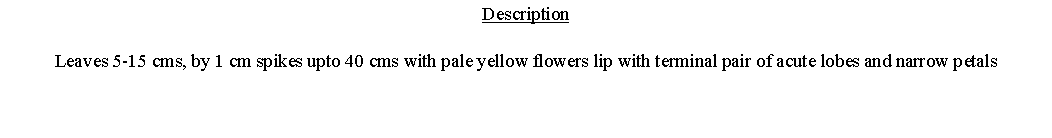 Text Box: DescriptionLeaves 5-15 cms, by 1 cm spikes upto 40 cms with pale yellow flowers lip with terminal pair of acute lobes and narrow petals 