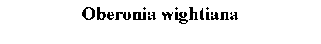 Text Box: Oberonia wightiana 