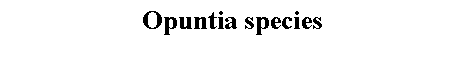 Text Box: Opuntia species 