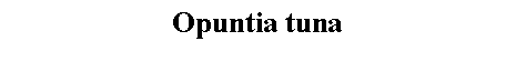 Text Box: Opuntia tuna 