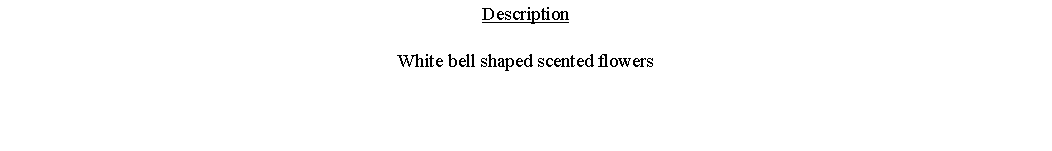 Text Box: DescriptionWhite bell shaped scented flowers 