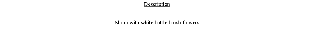 Text Box: DescriptionShrub with white bottle brush flowers