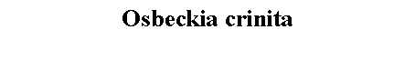 Text Box: Osbeckia crinita