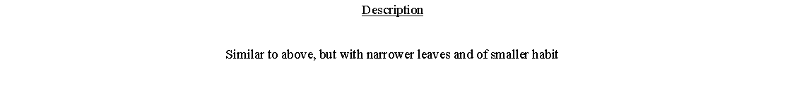 Text Box: DescriptionSimilar to above, but with narrower leaves and of smaller habit 