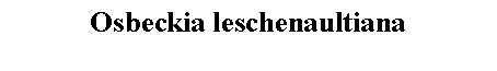 Text Box: Osbeckia leschenaultiana 