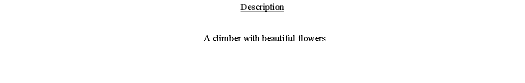 Text Box: Description  A climber with beautiful flowers 