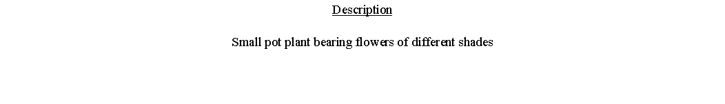 Text Box: DescriptionSmall pot plant bearing flowers of different shades 