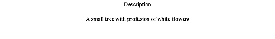 Text Box: DescriptionA small tree with profusion of white flowers 