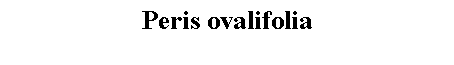 Text Box: Peris ovalifolia 