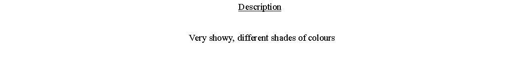 Text Box: Description  Very showy, different shades of colours 